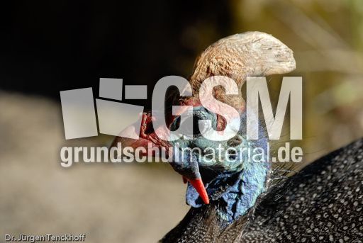 Perlhuhn (5 von 8).jpg